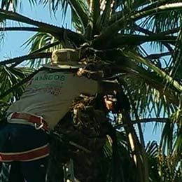 Tree Trimming